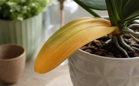orchidée avec feuille jaune que faire comment y remédier causes conseils astuces