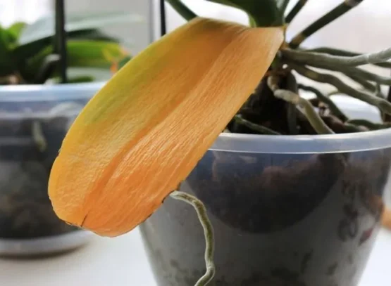 orchidée avec feuille jaune que faire comment y remédier causes conseils astuces