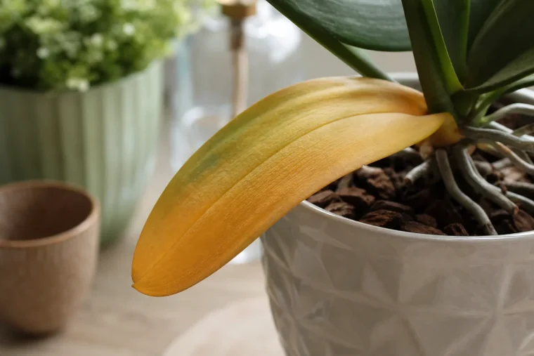 orchidée avec feuille jaune que faire comment y remédier causes conseils astuces