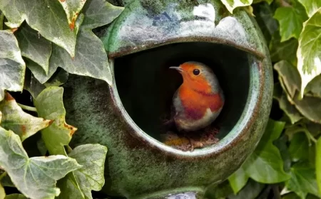 où placer un nichoir pour rouge gorge bons gestes règles à respecter conseils installation abri oiseaux