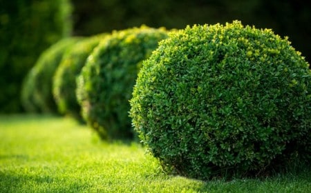 petit arbuste décoratif tendance jardin 2022