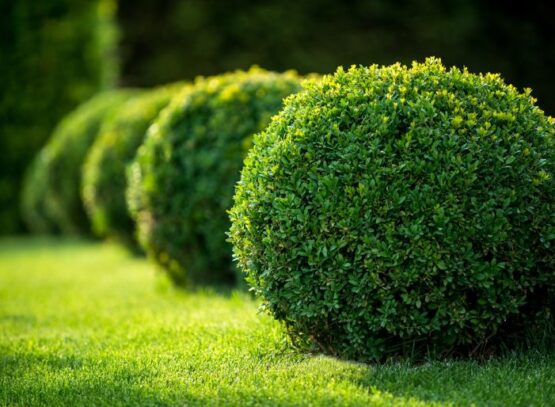 petit arbuste décoratif tendance jardin 2022