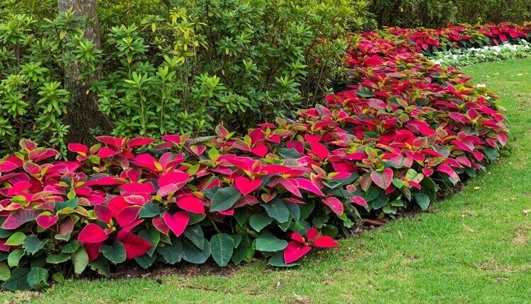 peut on cultiver poinsettia en extérieur France est ce que étoile noel craint gel