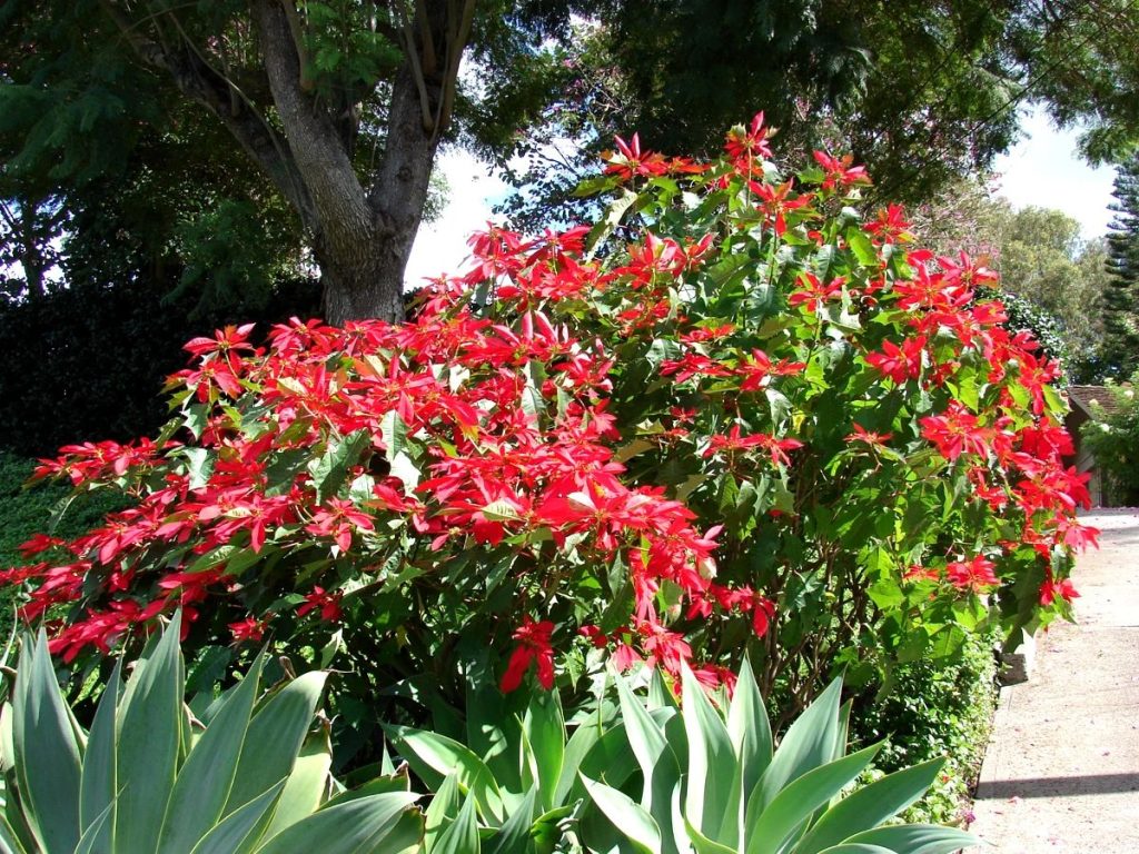 peut on cultiver un poinsettia en extérieur