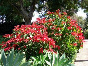 peut on cultiver un poinsettia en extérieur