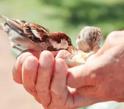 peut on donner du pain aux oiseaux du jardin conseils recommandations d'experts