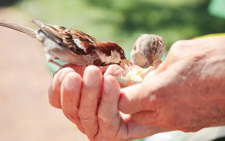 peut on donner du pain aux oiseaux du jardin conseils recommandations d'experts