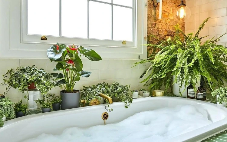plante absorbe humidité salle de bain