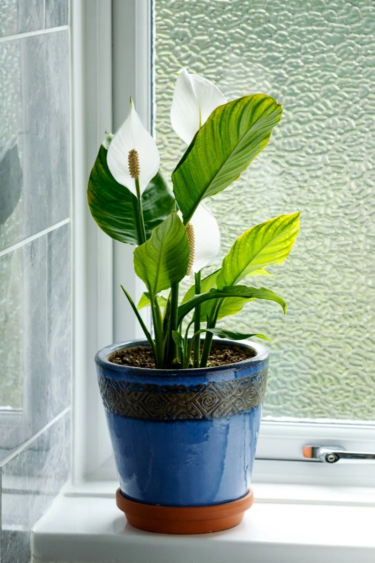 plante humidité salle de bain Lys de Paix