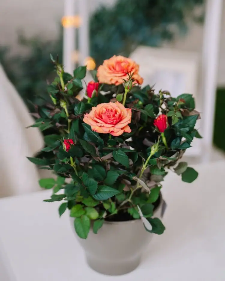 plante interieur roses miniature marc de cafe jardin conseils