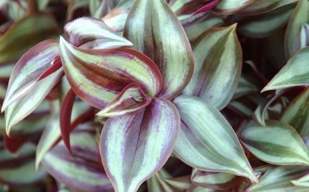 plante misère