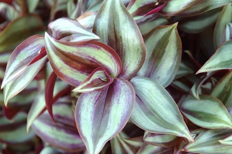plante misère