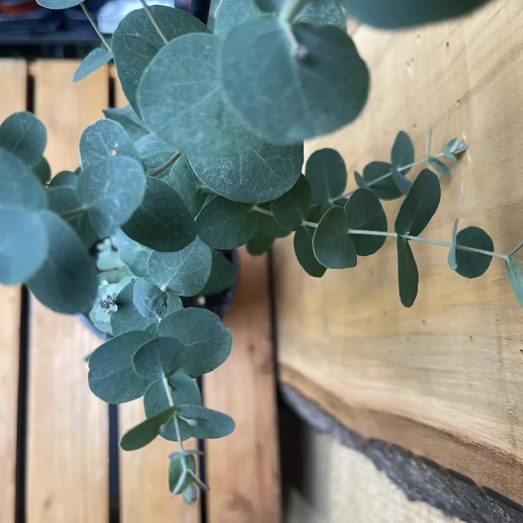 planter eucalyptus gunnii pot comment faire quelle terre arrosage taille