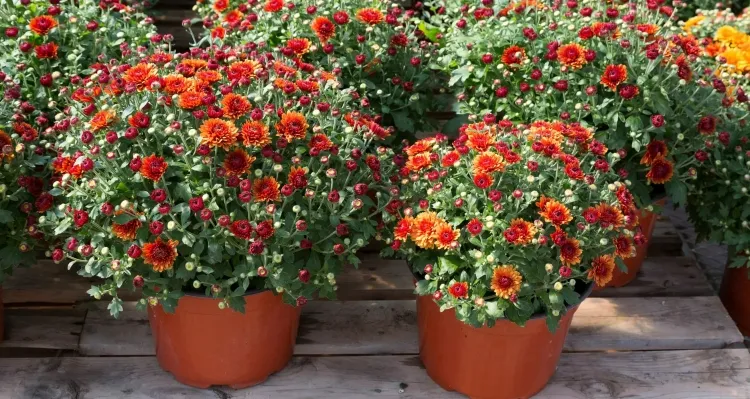 planter un chrysanthème exposition soleil balcon terrasse pleine terre pots