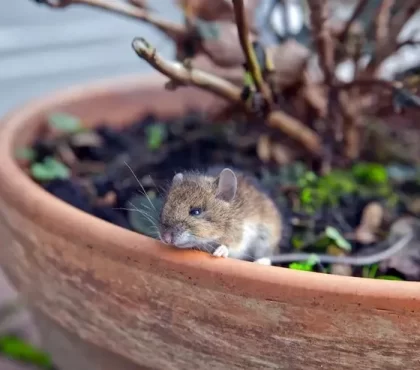 plantes d'intérieur qui attirent les souris vrai ou faux