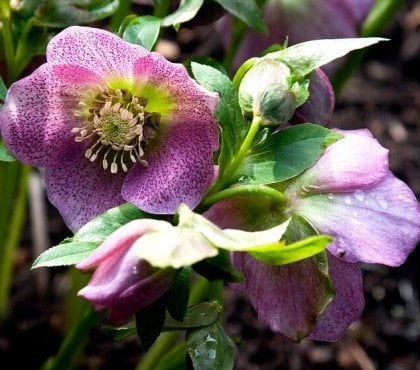plus belles plantes qui fleurissent en hiver Rose de Noel Helleborus niger