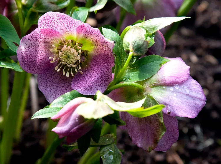 plus belles plantes qui fleurissent en hiver Rose de Noel Helleborus niger