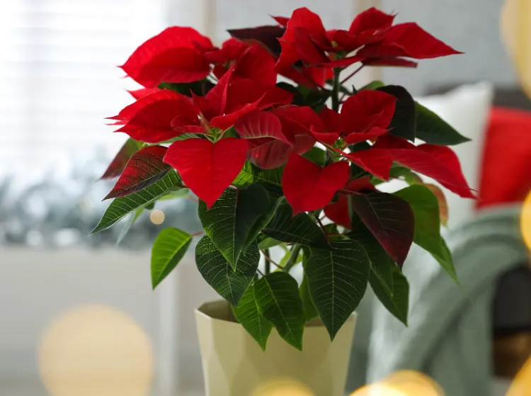 poinsettia dans emballage 2022