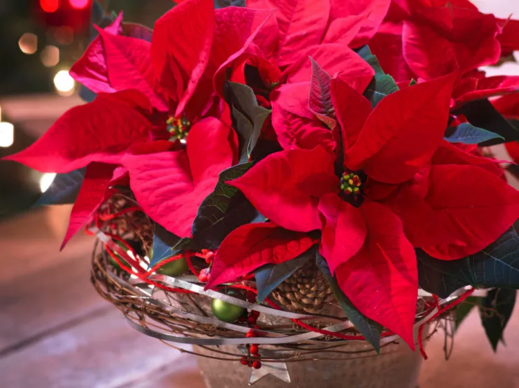 poinsettia emballage stress perdre ses feuilles