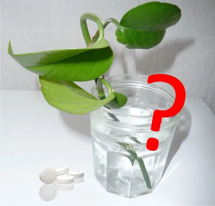 pourquoi mettre de l'aspirine dans les fleurs et les plantes
