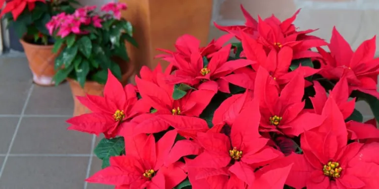 prendre soin du poinsettia 2022