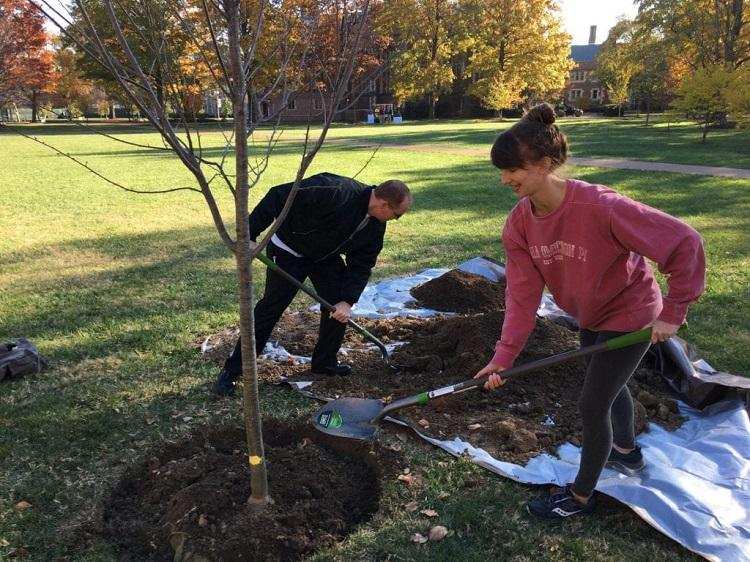 quel arbre fruitier planter en novembre