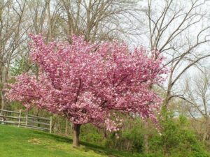 quand planter cerisier du Japon Prunus serrulata Kwanzan france tailler arroser