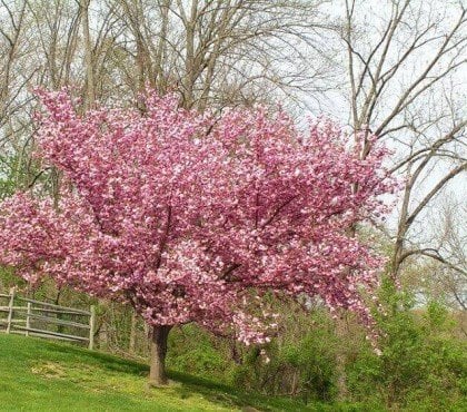 quand planter cerisier du Japon Prunus serrulata Kwanzan france tailler arroser