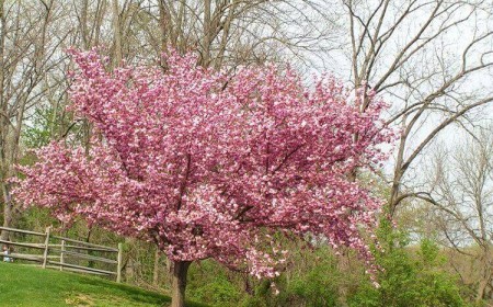 quand planter cerisier du Japon Prunus serrulata Kwanzan france tailler arroser