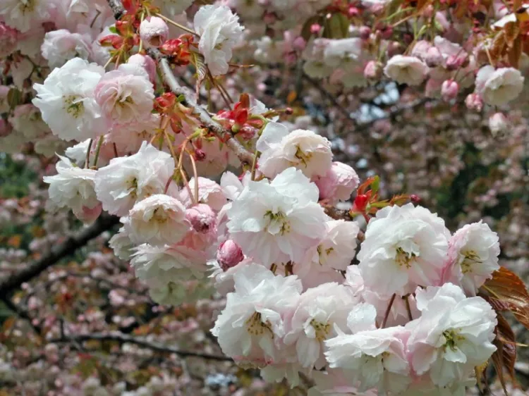 quand planter un cerisier du Japon Prunus serrulata entretien taille arrosage