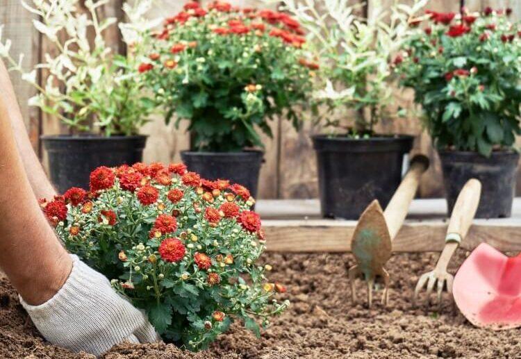 quand planter un chrysanthème en pleine terre rhizomes chrysanthèmes ramifiés développer surface