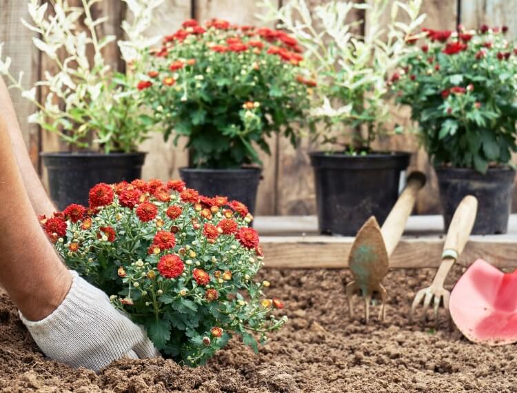 quand planter un chrysanthème en pleine terre rhizomes chrysanthèmes ramifiés développer surface