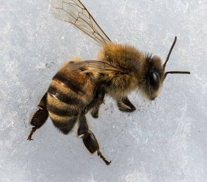 que font les abeilles pendant hiver jardin miel plantes nature neige