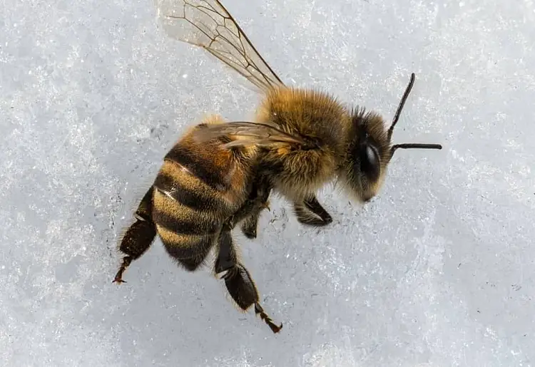 que font les abeilles pendant hiver jardin miel plantes nature neige
