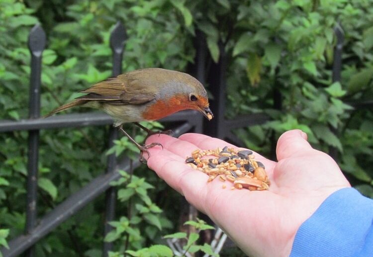 que mange le rouge gorge