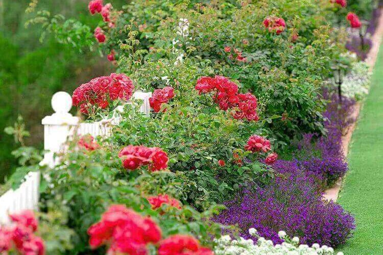 que planter avec rosiers quelles plantes ne jamais mettre ensemble compagnonnage gypsophiles