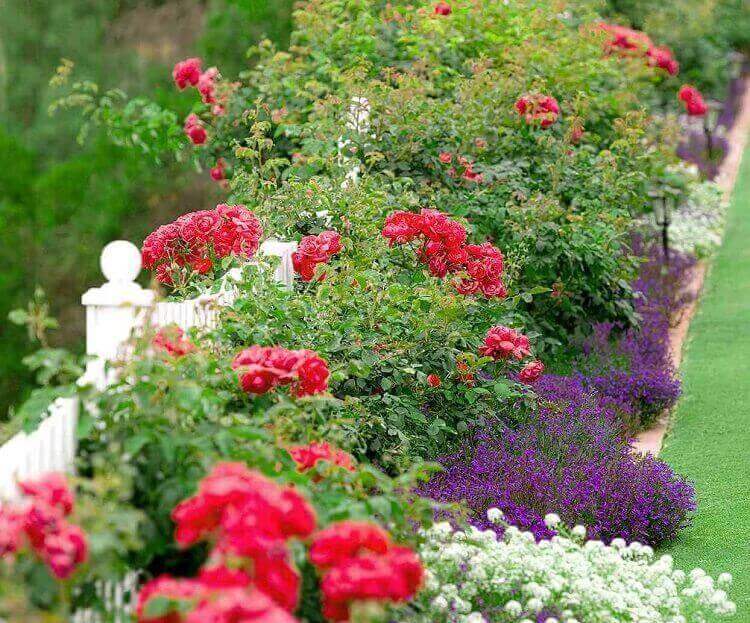 que planter avec rosiers quelles plantes ne jamais mettre ensemble compagnonnage gypsophiles