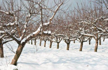 quel arbre fruitier est résistant au froid