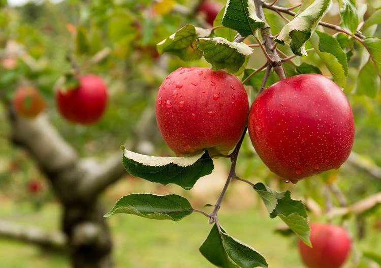 quel arbre fruitier planter en novembre