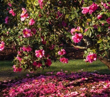 quel arbuste planter en novembre