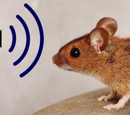 quel bruit fait fuir les rats et les souris mur maison jardin