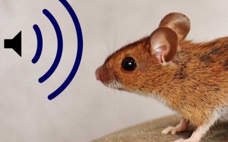 quel bruit fait fuir les rats et les souris mur maison jardin
