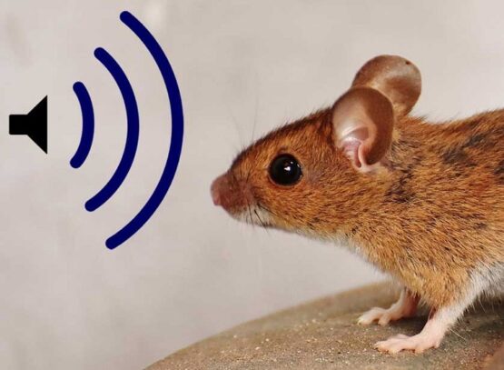 quel bruit fait fuir les rats et les souris mur maison jardin