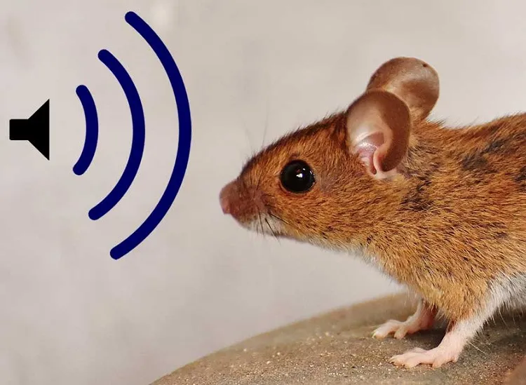 quel bruit fait fuir les rats souris plante animal poison repulsif naturel