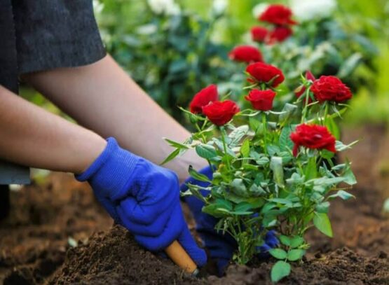 quel est le moment propice pour planter les roses semis boutures période automne printemps