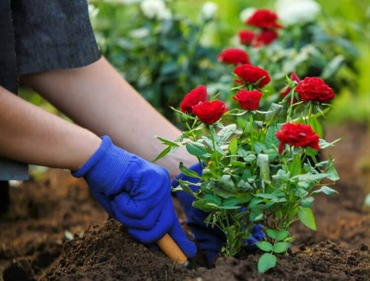 quel est le moment propice pour planter les roses semis boutures période automne printemps