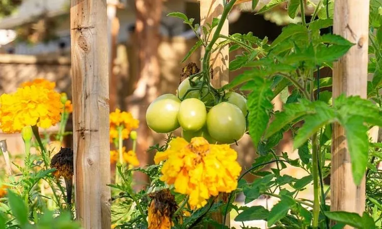 quel légume ne pas planter à côté des tomates