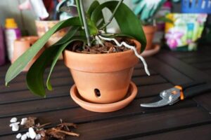 quelle terre pour rempoter une orchidée terreau écorce sphaigne tout moment année