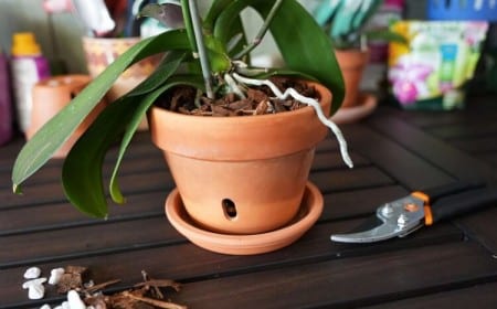 quelle terre pour rempoter une orchidée terreau écorce sphaigne tout moment année