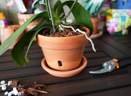 quelle terre pour rempoter une orchidée terreau écorce sphaigne tout moment année